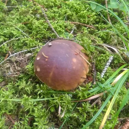 Дом отдыха барвінок